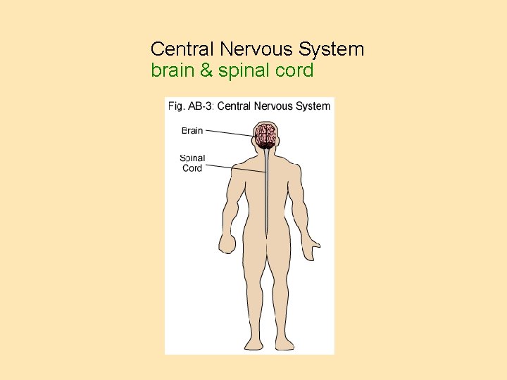 Central Nervous System brain & spinal cord 