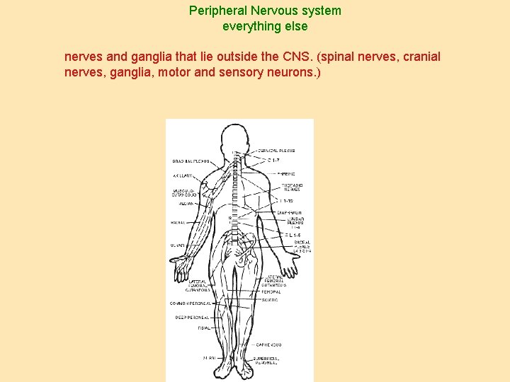 Peripheral Nervous system everything else nerves and ganglia that lie outside the CNS. (spinal