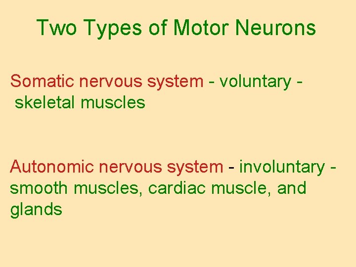 Two Types of Motor Neurons Somatic nervous system - voluntary skeletal muscles Autonomic nervous