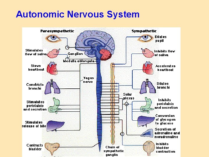 Autonomic Nervous System 