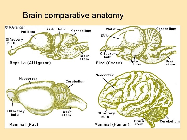 Brain comparative anatomy 