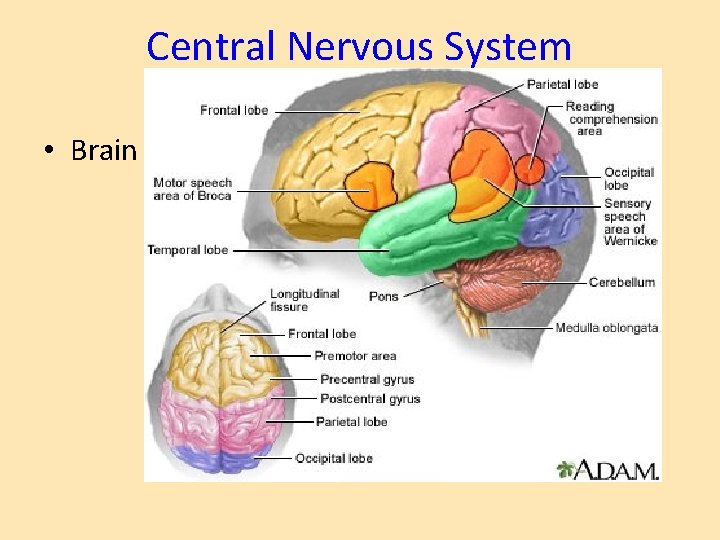 Central Nervous System • Brain 