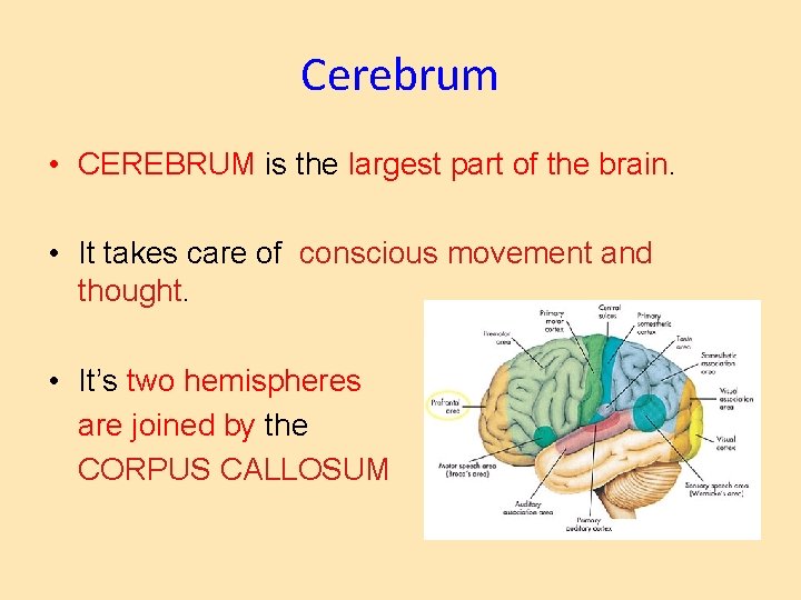 Cerebrum • CEREBRUM is the largest part of the brain. • It takes care