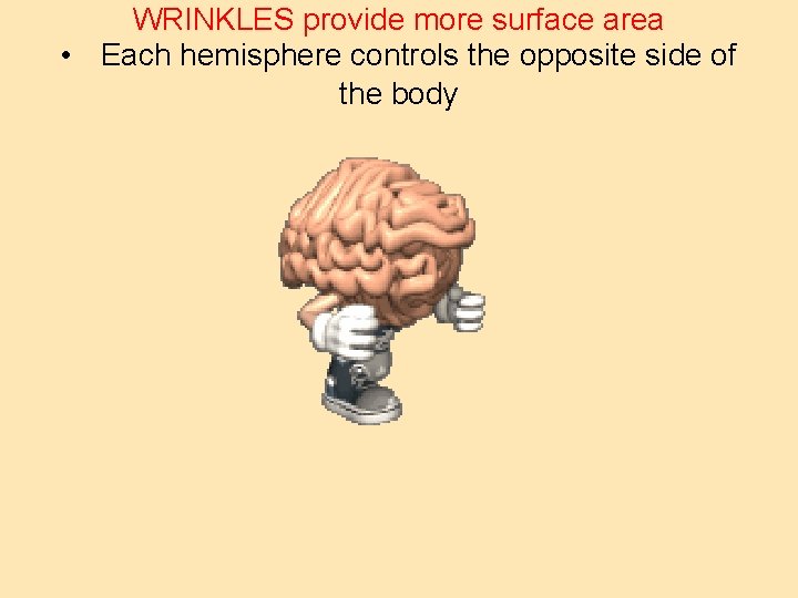 WRINKLES provide more surface area • Each hemisphere controls the opposite side of the