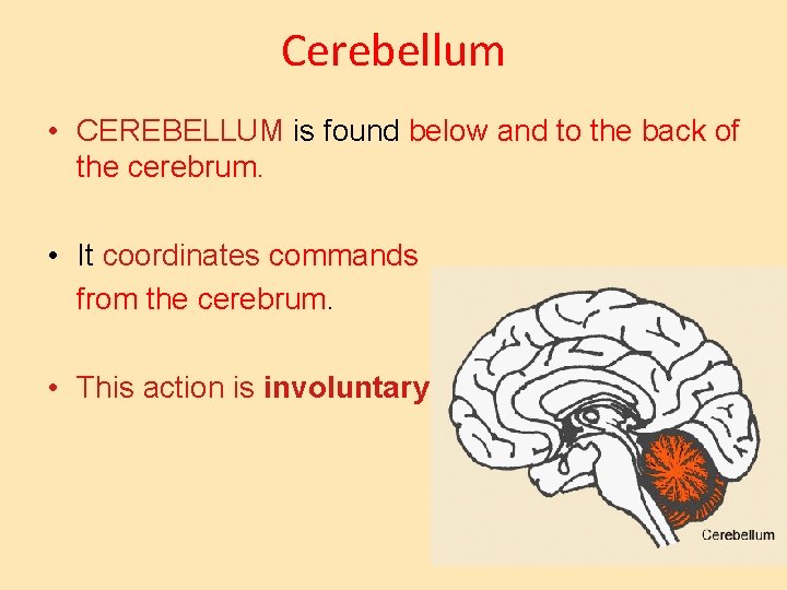Cerebellum • CEREBELLUM is found below and to the back of the cerebrum. •