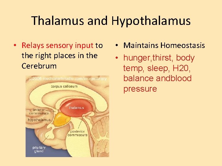 Thalamus and Hypothalamus • Relays sensory input to the right places in the Cerebrum