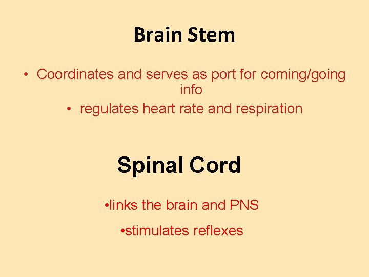 Brain Stem • Coordinates and serves as port for coming/going info • regulates heart