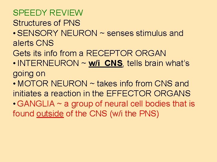 SPEEDY REVIEW Structures of PNS • SENSORY NEURON ~ senses stimulus and alerts CNS
