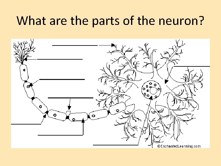 What are the parts of the neuron? 