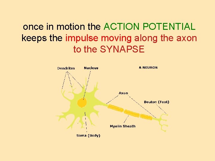 once in motion the ACTION POTENTIAL keeps the impulse moving along the axon to