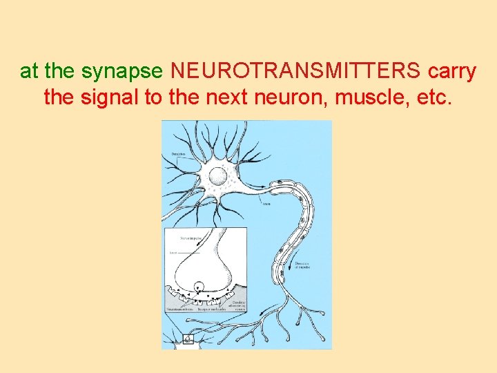 at the synapse NEUROTRANSMITTERS carry the signal to the next neuron, muscle, etc. 