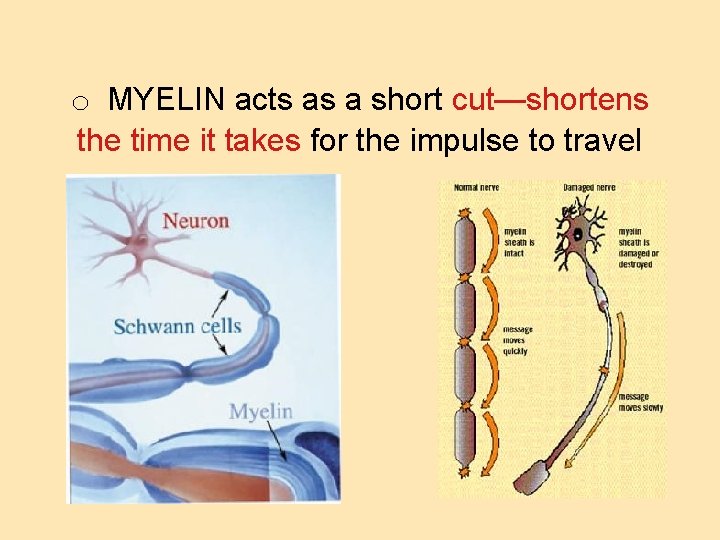 o MYELIN acts as a short cut—shortens the time it takes for the impulse