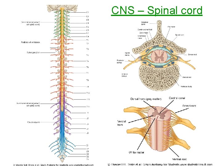 CNS – Spinal cord 