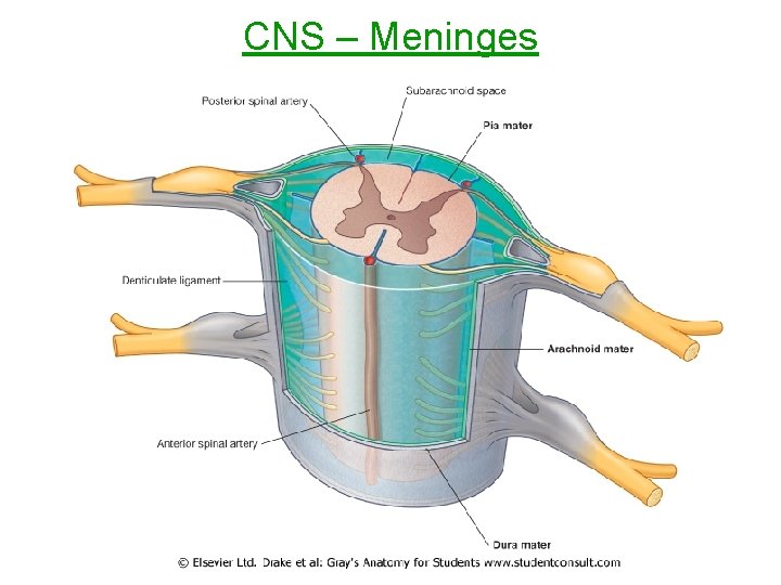 CNS – Meninges 