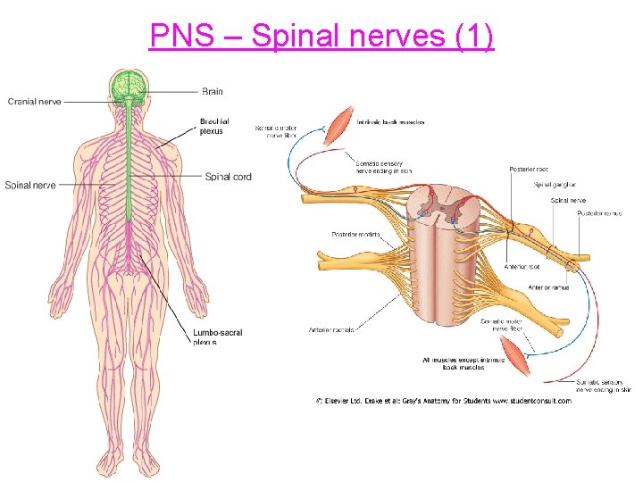 PNS – Spinal nerves (1) 
