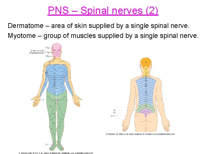 PNS – Spinal nerves (2) Dermatome – area of skin supplied by a single