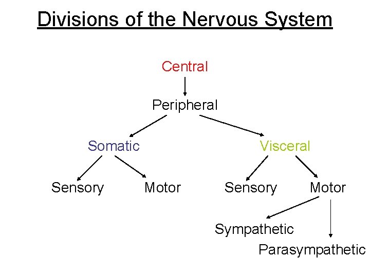 Divisions of the Nervous System Central Peripheral Somatic Sensory Visceral Motor Sensory Motor Sympathetic