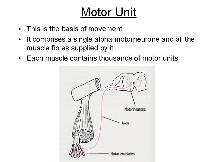 Motor Unit • This is the basis of movement. • It comprises a single