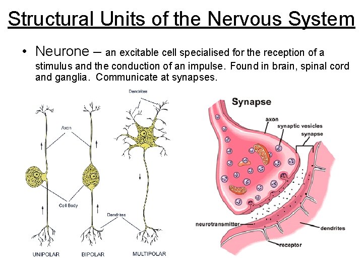 Structural Units of the Nervous System • Neurone – an excitable cell specialised for