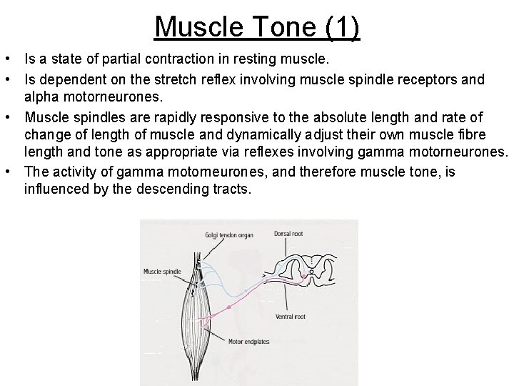 Muscle Tone (1) • Is a state of partial contraction in resting muscle. •