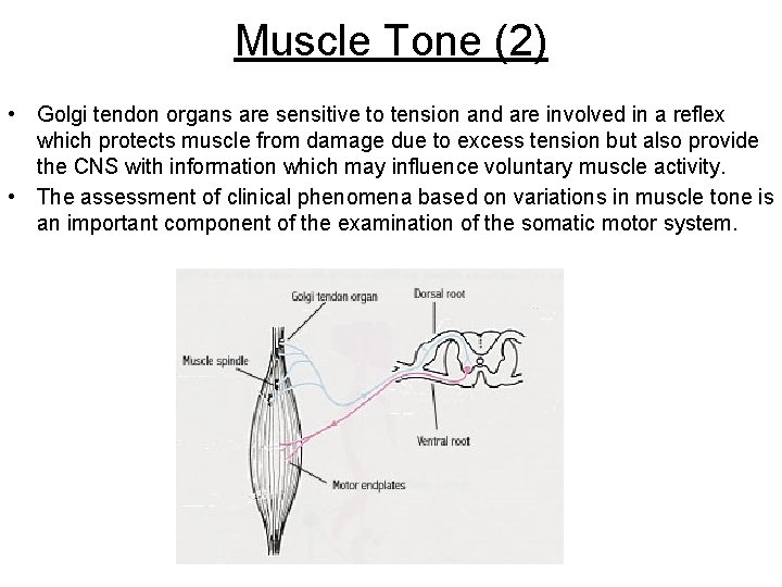 Muscle Tone (2) • Golgi tendon organs are sensitive to tension and are involved