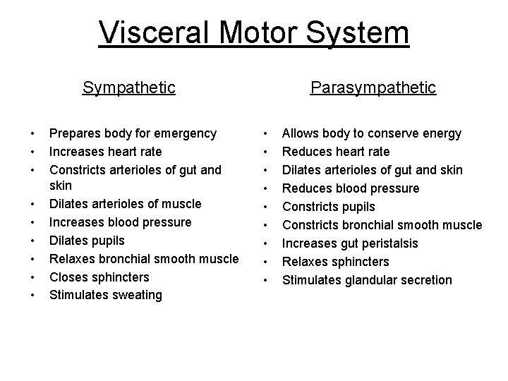 Visceral Motor System Sympathetic • • • Prepares body for emergency Increases heart rate