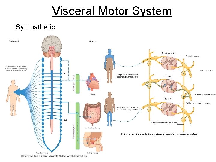 Visceral Motor System Sympathetic 