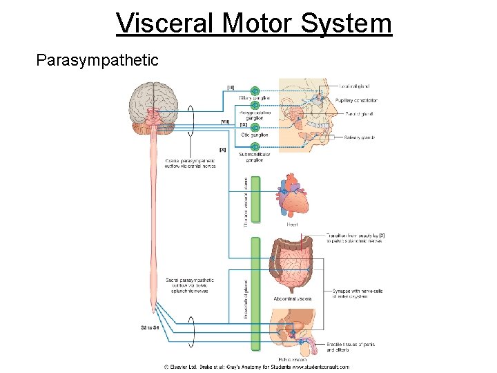 Visceral Motor System Parasympathetic 