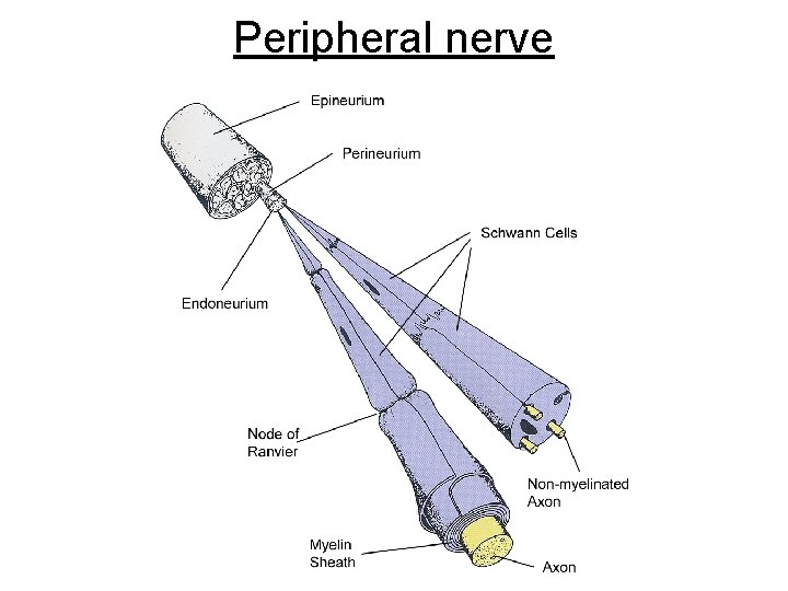Peripheral nerve 