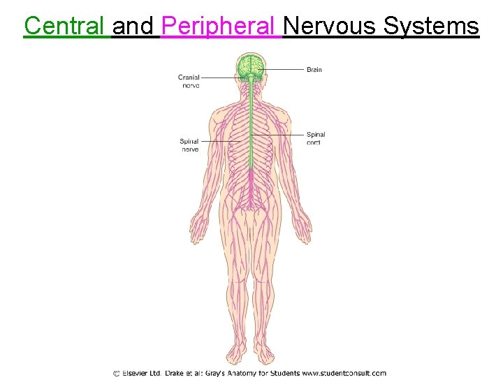 Central and Peripheral Nervous Systems 