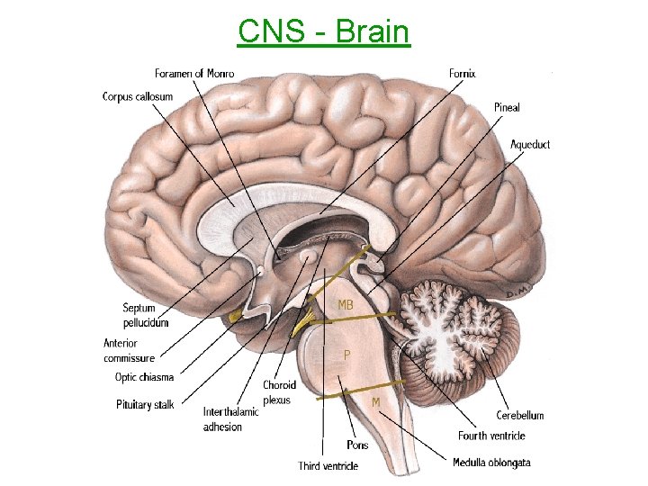 CNS - Brain 