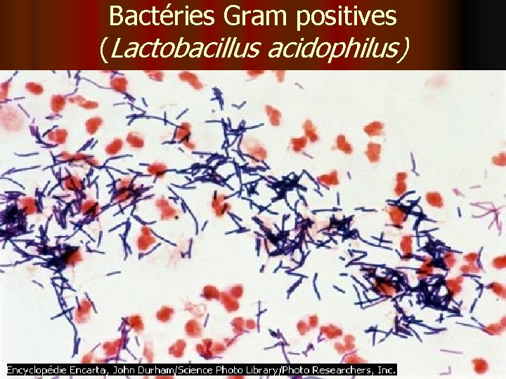 Bactéries Gram positives (Lactobacillus acidophilus) 