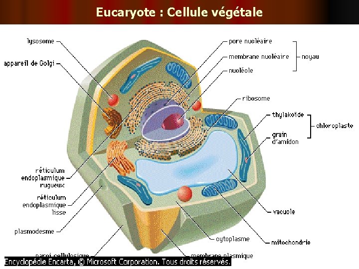 Eucaryote : Cellule végétale 