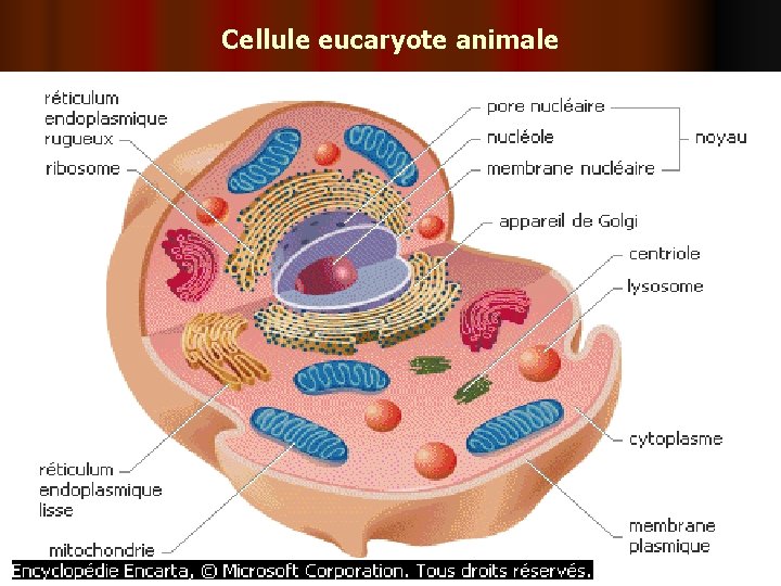 Cellule eucaryote animale 