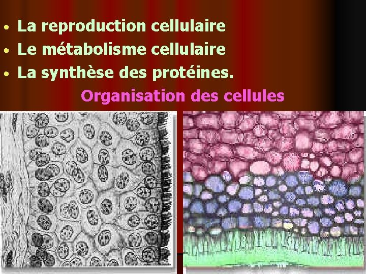 La reproduction cellulaire • Le métabolisme cellulaire • La synthèse des protéines. Organisation des