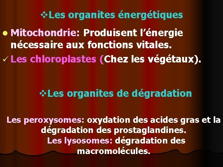 v. Les organites énergétiques l Mitochondrie: Produisent l’énergie nécessaire aux fonctions vitales. ü Les