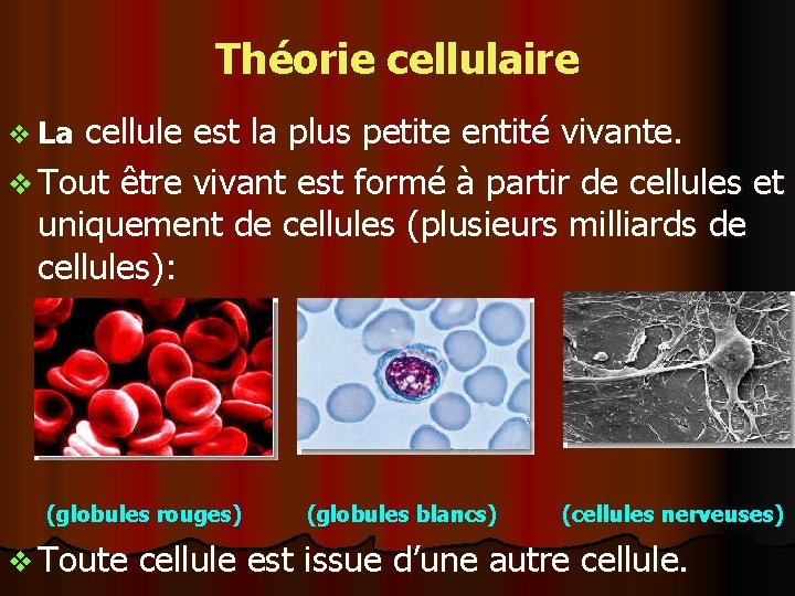 Théorie cellulaire cellule est la plus petite entité vivante. v Tout être vivant est