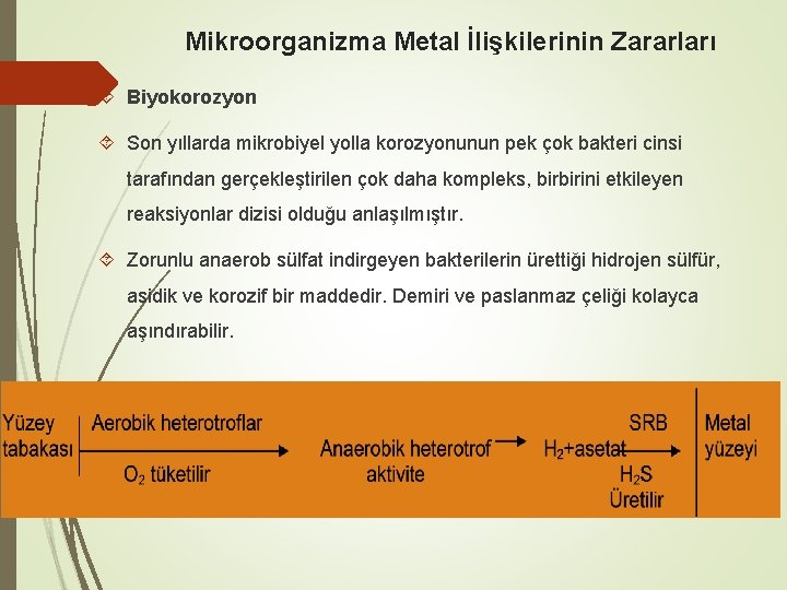 Mikroorganizma Metal İlişkilerinin Zararları Biyokorozyon Son yıllarda mikrobiyel yolla korozyonunun pek çok bakteri cinsi