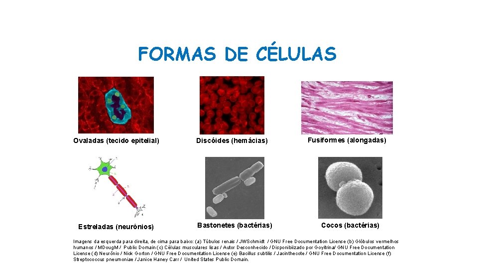 FORMAS DE CÉLULAS Ovaladas (tecido epitelial) Estreladas (neurônios) Discóides (hemácias) Bastonetes (bactérias) Fusiformes (alongadas)