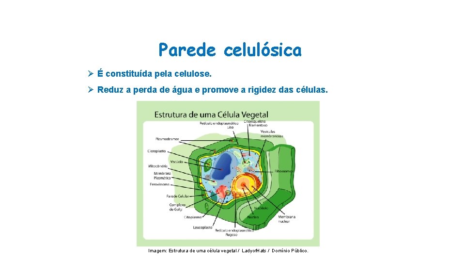 Parede celulósica Ø É constituída pela celulose. Ø Reduz a perda de água e