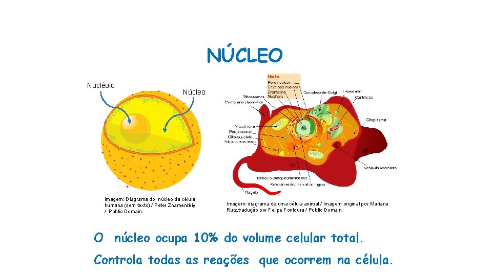 NÚCLEO Nucléolo Núcleo Imagem: Diagrama do núcleo da célula humana (sem texto) / Peter