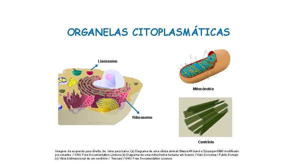 ORGANELAS CITOPLASMÁTICAS Lisossomo Mitocôndria Ribossomo Centríolo Imagens da esquerda para direita, de cima para