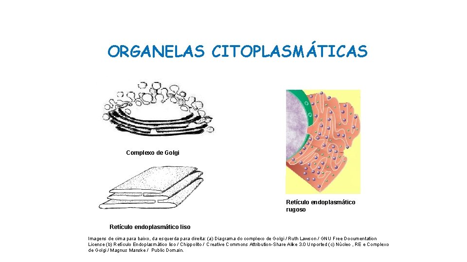 ORGANELAS CITOPLASMÁTICAS Complexo de Golgi Retículo endoplasmático rugoso Retículo endoplasmático liso Imagens de cima