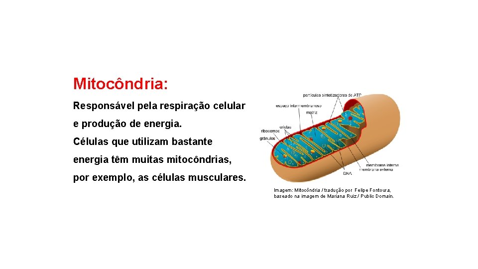 Mitocôndria: Responsável pela respiração celular e produção de energia. Células que utilizam bastante energia