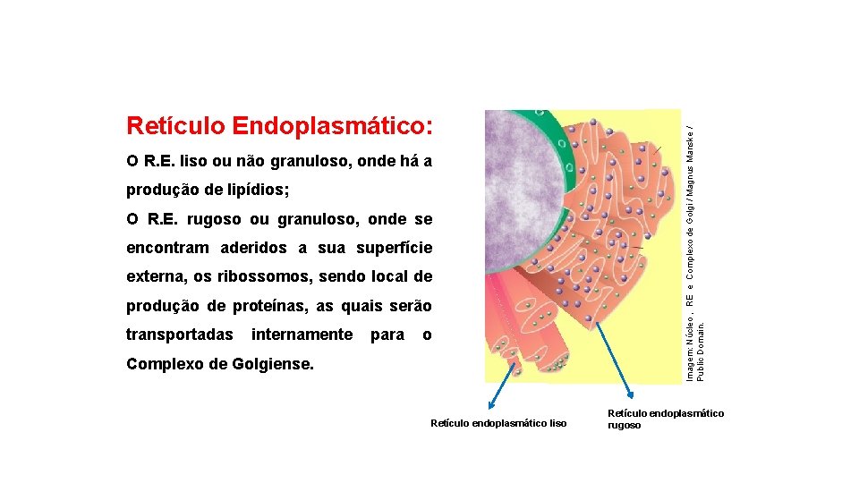 O R. E. liso ou não granuloso, onde há a produção de lipídios; O