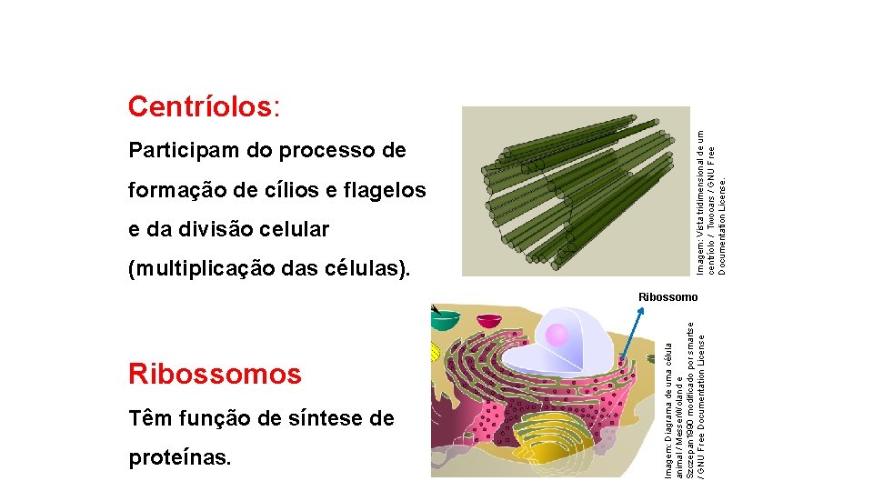 formação de cílios e flagelos e da divisão celular (multiplicação das células). Ribossomos Têm
