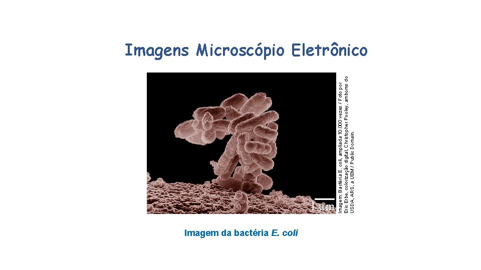 Imagem: Bactéria E. coli, ampliada 10. 000 vezes / Foto por Eric Erbe, colorização