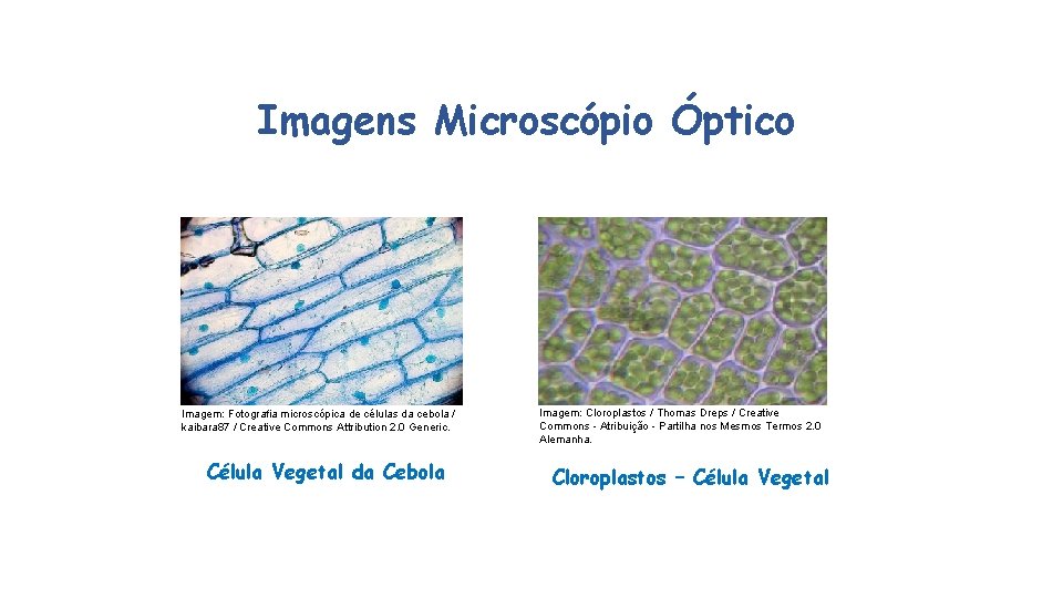 Imagens Microscópio Óptico Imagem: Fotografia microscópica de células da cebola / kaibara 87 /