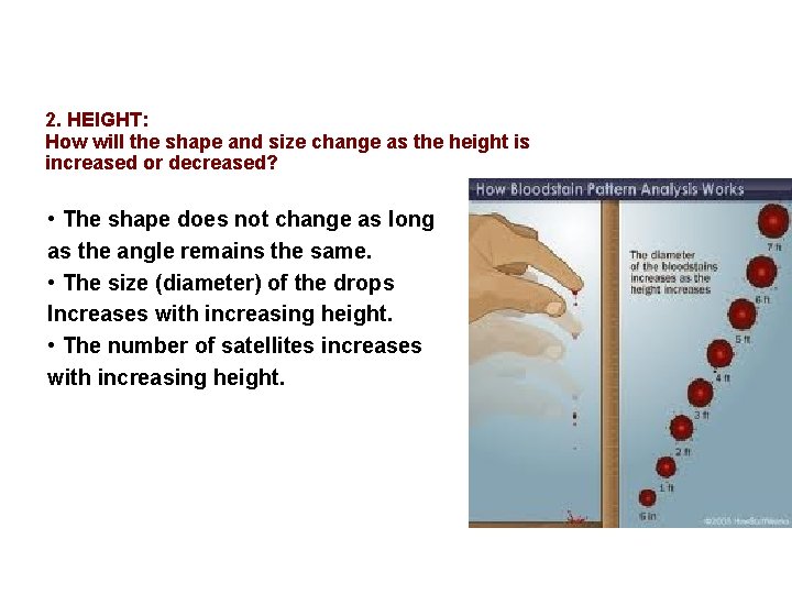 2. HEIGHT: How will the shape and size change as the height is increased