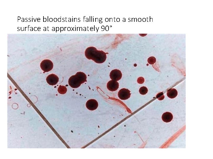 Passive bloodstains falling onto a smooth surface at approximately 90° 